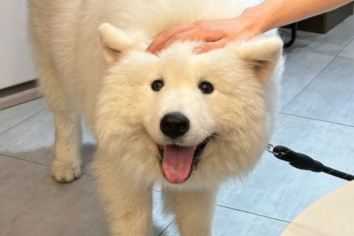 有些狗狗天生就愛被摸頭，飼主手一伸，狗狗立刻主動靠近。圖/取自全是小可愛微博
