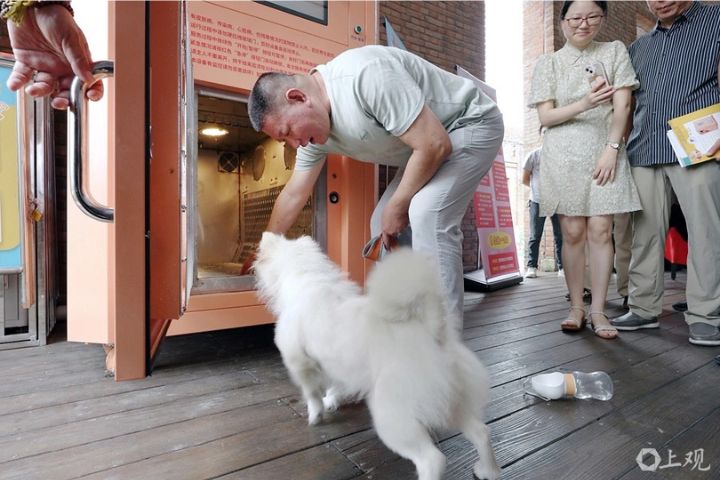 飼主耐心讓狗狗乖乖進入「自助洗寵機」。圖/取自上觀新聞