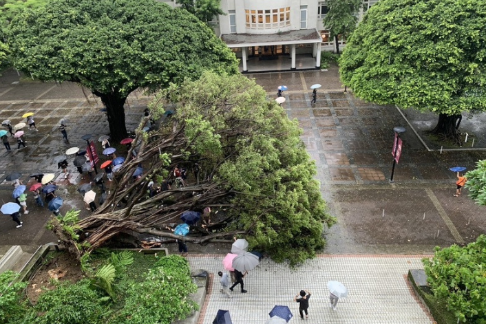 逢甲大學日前一顆榕樹（圖）倒塌，導致1死3傷悲劇。愛樹人莊傑任認為，樹木因為過度澆水與不健康而倒塌。圖／中央社