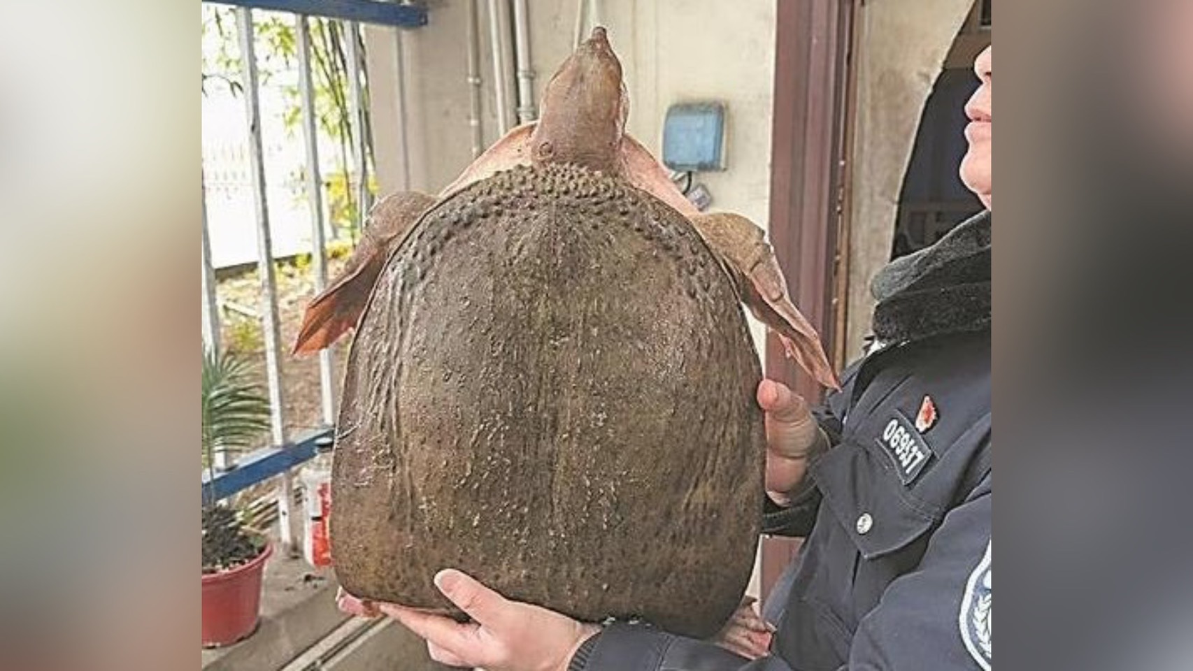 珍珠鱉體型大、繁殖力強，且無天敵。圖/取自襄陽晚報微博