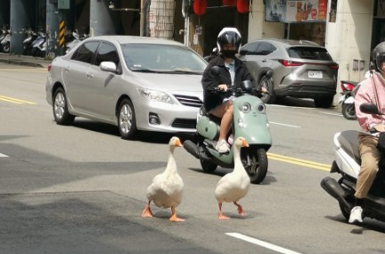 2隻大白鵝一搖一擺的在車道街上閒逛，影響用路安全。圖/取自臉書社團新竹人新竹事