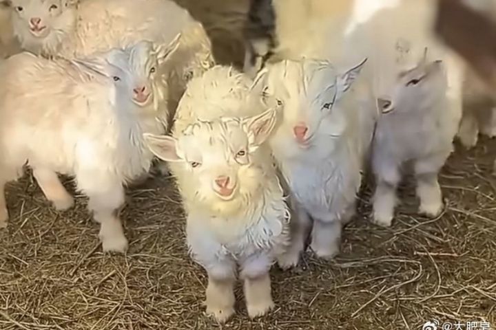  寧夏「戲精小羊」，原本與同批4隻小羊一同販售，其他羊隻順利售出，唯獨牠因「一靠近就倒地」屢屢嚇退買家。圖/取自大肥皂微博