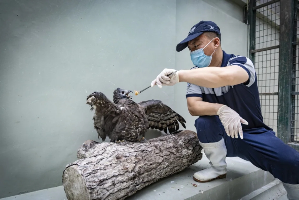 6月6日，北京市野生動物救護中心，救護員許樹群正在給一隻右翅截斷的鳳頭蜂鷹餵食。圖/取自《新京報》