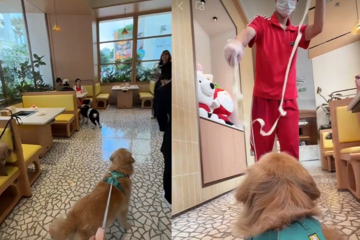 海底撈深圳開出首家寵物友好主題門店，提供寵物與主人「平起平坐」的服務。圖/取自微博影片