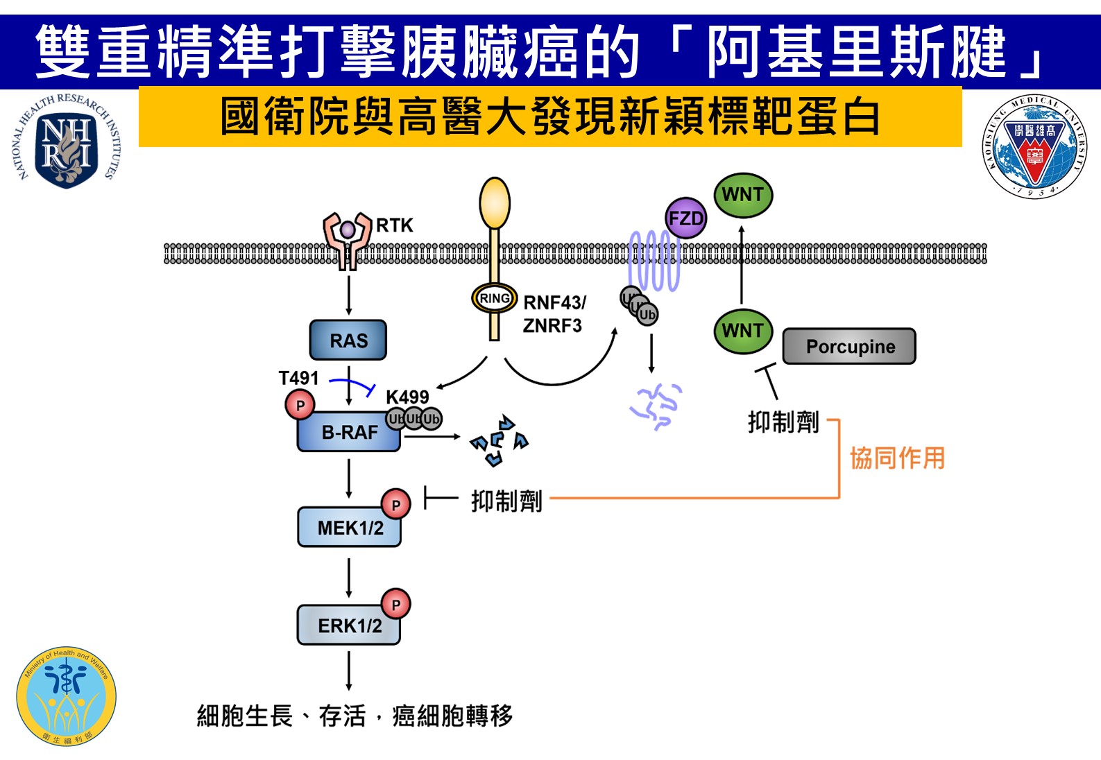 國衛院與高醫合作的研究團隊找出了能有效毒殺胰臟癌細胞的抑制劑。圖/國衛院提供