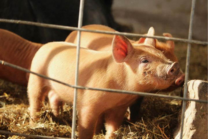 示意圖。宜蘭大學生技與動物學系教授林榮信林榮信表示，關於豬隻交易制度未來努力方向，應該是以「屠體拍賣」取代「活體拍賣」，而「屠體評級」則是支撐這項轉型的重要工具。圖/取自Unsplash,B Cole攝
