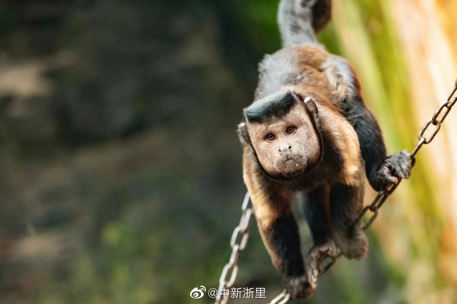 合肥野生動物園一隻名叫「大壯」的黑帽懸猴方正臉型與呆萌行為在網路上爆紅。圖/取自合肥晚報微博