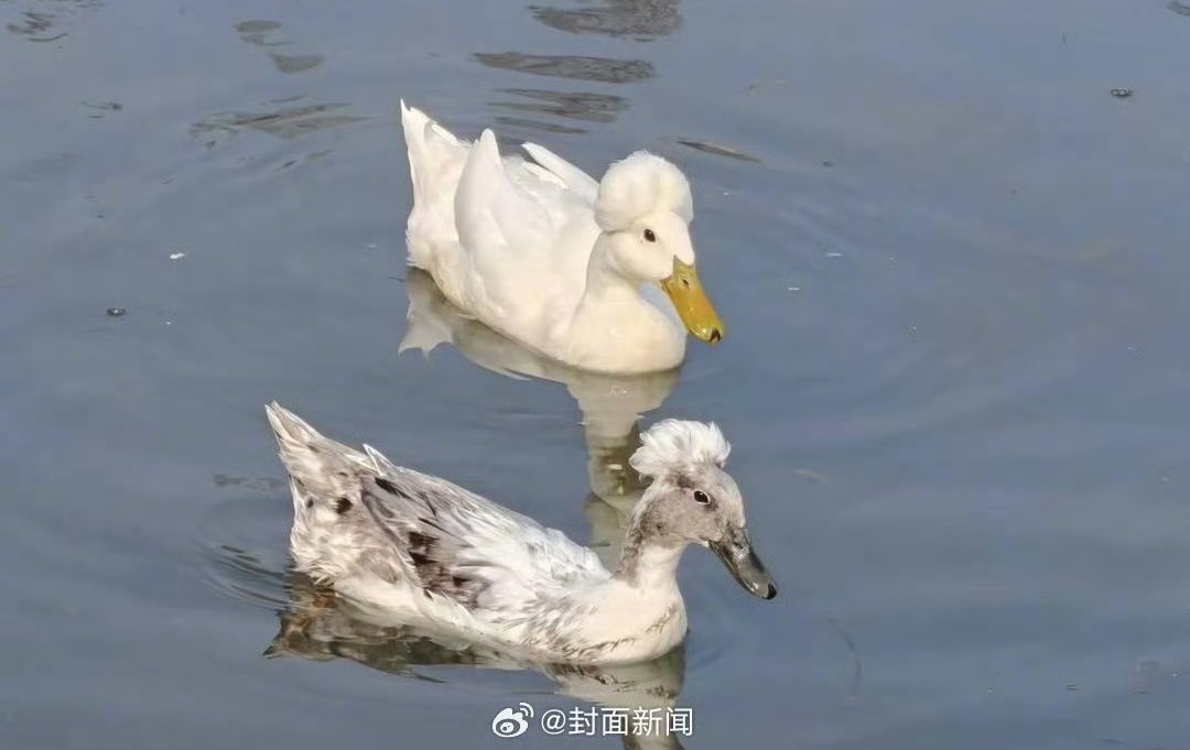 江蘇南京玄武湖，網友拍到「爆炸頭」的鴨子。圖/取自封面新聞