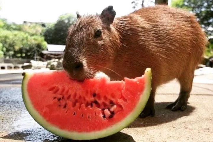 水豚是食草性動物，豆角、玉米、葉菜類、蘋果、西瓜、桃子、梨子與黃瓜皆深受歡迎。圖/取自快樂水豚Hapybara微博
