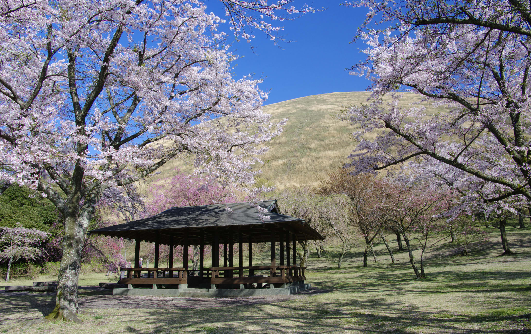 日本櫻花花期美不勝收。圖/日本觀光局官網