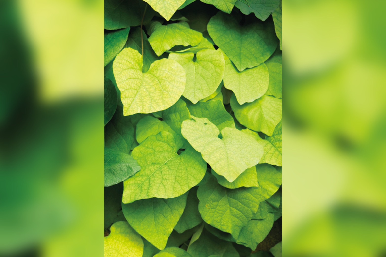 圖／禪天下雜誌提供