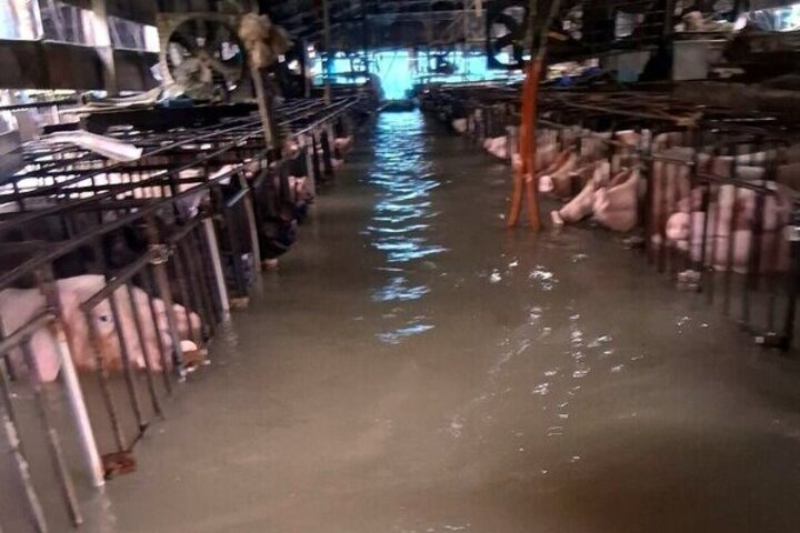 受低壓帶與西南風影響，嘉義縣28日清晨起降大豪雨，新港鄉大潭村一處養豬場嚴重淹水，豬圈裡的成豬泡水，只剩頭部露出水面。圖/取自中央社