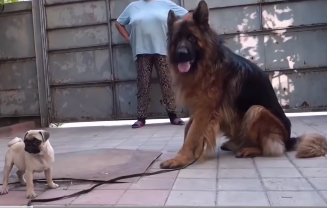 德國狼犬體型巨大，對主人十分忠誠。圖/截自寵物世界YouTube