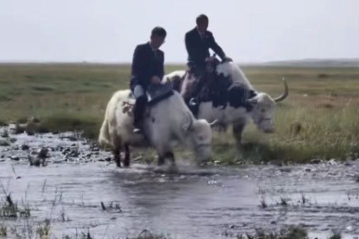 塔縣檢察官騎馬、騎氂牛，走進帳篷，講解危險駕駛、勞務糾紛等案例。圖/取自微博影片