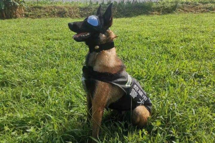 完成任務的德國狼犬「巴頓」顯得威風十足。圖/取自《人民日報》