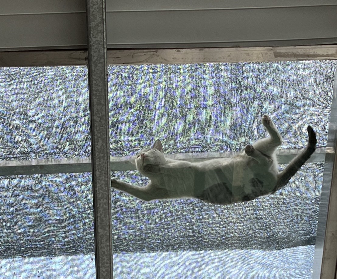 頑皮的小野貓，喜歡在透天厝的屋頂玻璃上玩耍。圖/讀者提供