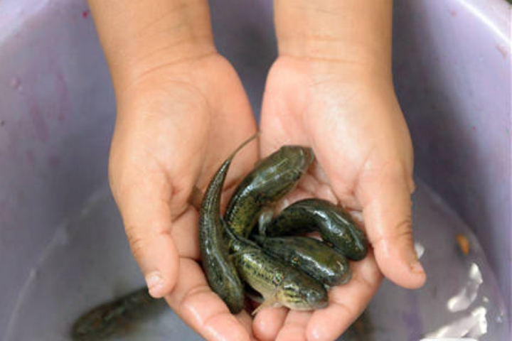 大陸廣東佛山政府出動「食蚊魚」部隊，欲利用該魚種攝食蚊子及蟲卵的習性打擊屈公病疫情。圖/取自新華社