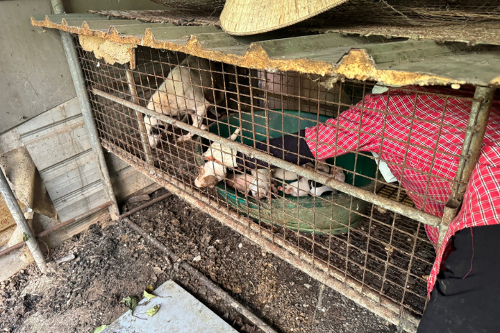 圖為去年9月桃園觀音區一間非法屠宰場被踢爆由越南籍范姓女子長期從事「殺狗賣肉」的非法活動。圖／取自相信動物協會臉書