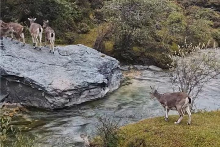 岩羊在水邊反覆踟躕，只是面對湍急水流需要更多心理確認。圖/取自東山梅水之濱微博