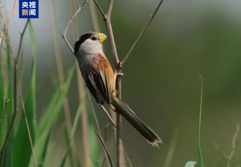 中國特有的珍稀鳥種，被稱為「鳥中熊貓」，全球性瀕危鳥類——震旦鴉雀。圖/取自央視新聞
